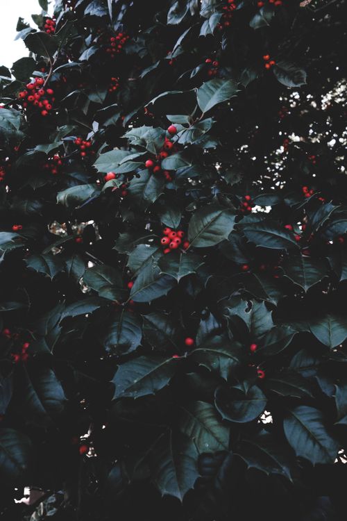 Free A vibrant display of red berries among dark green leaves, perfect for holiday themes. Stock Photo