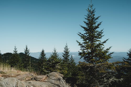 A Green Trees on Mountain Under the Blue Sky