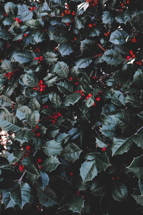 Free A vibrant photo of a holly bush with red berries captured outdoors in Asheville, NC. Stock Photo