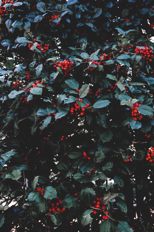 Free Close-up of vibrant red holly berries on a green bush, perfect for nature and winter themes. Stock Photo