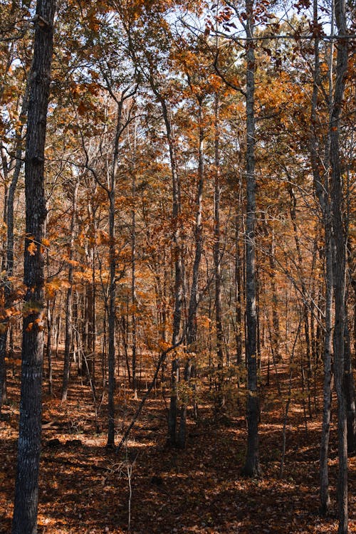 Free Photo of Trees During Autumn Season Stock Photo