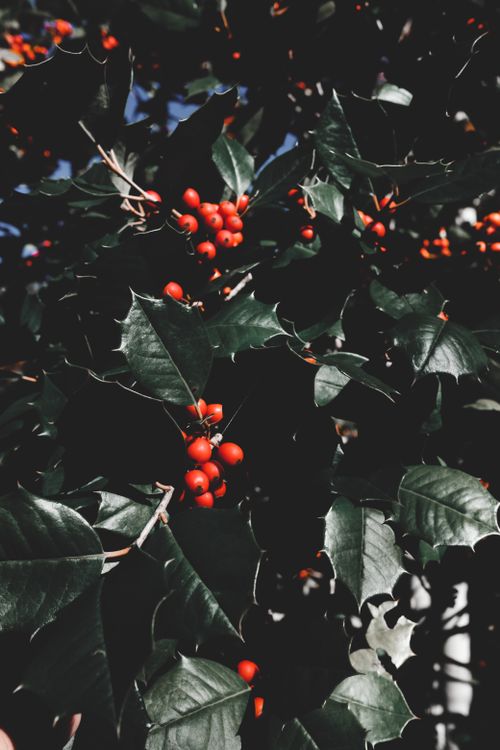 Free Vertical shot of holly plant with vibrant red berries and dark green leaves, symbolizing Christmas. Stock Photo