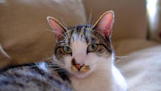 这是一张家猫的特写照片，它神情放松，眼睛富有表情，斑纹清晰可见