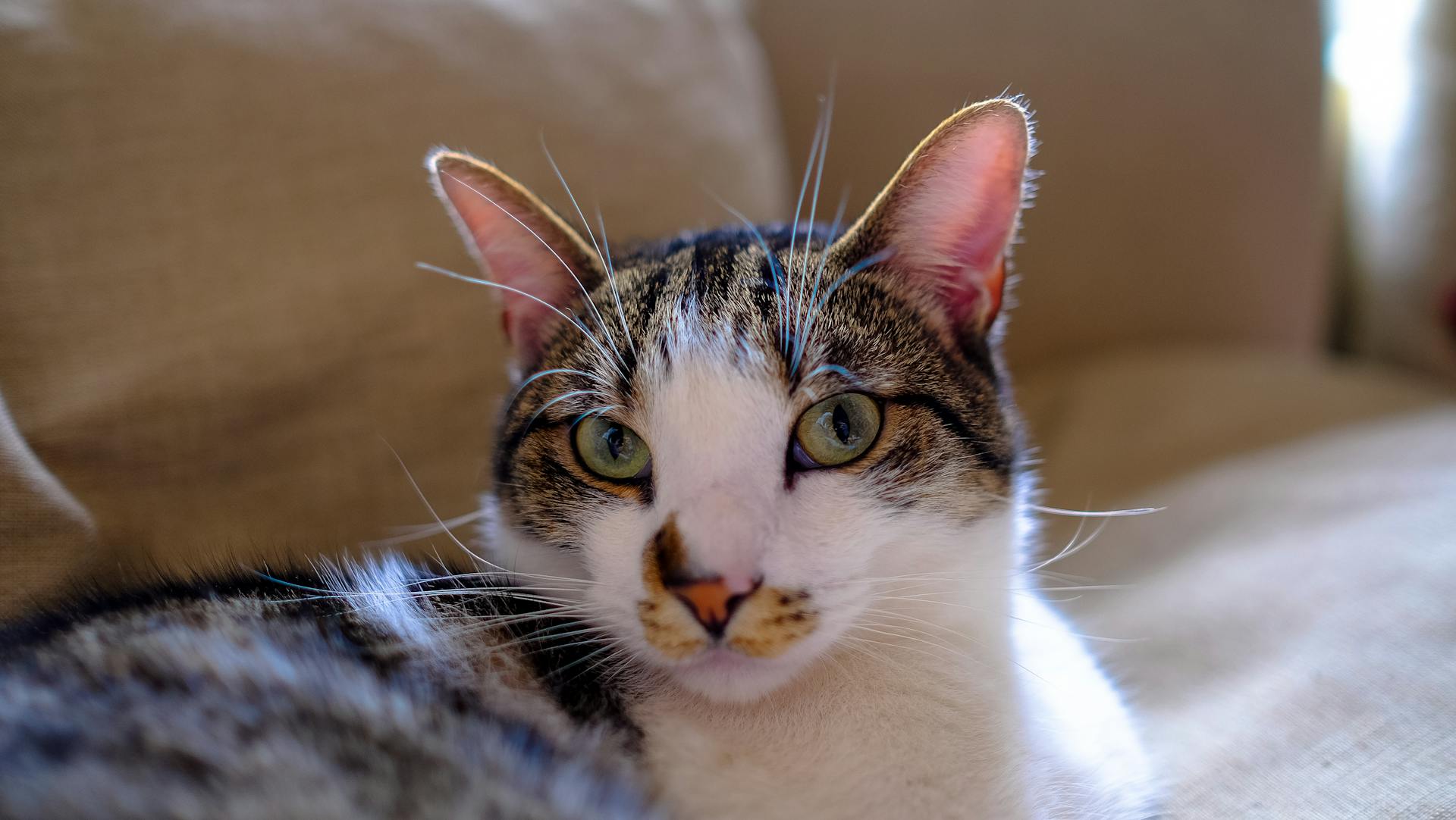 White and Brown Short Coated Hair Cat