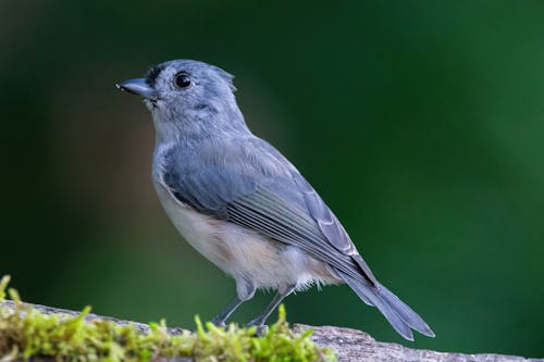 Free Close-up Photo of a Tufted titmouse Stock Photo