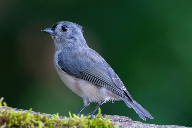 Close-up Photo Of A Tufted Titmouse