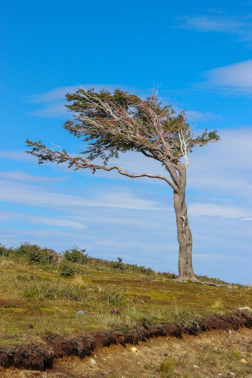 Foto d'estoc gratuïta de a l'aire lliure, arbre, cel blau