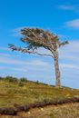 Leafless Tree on Green Grass Field Under Blue Sky