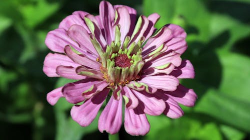 Purple Flower in Close Up Photography