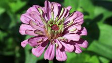 Purple Flower in Close Up Photography
