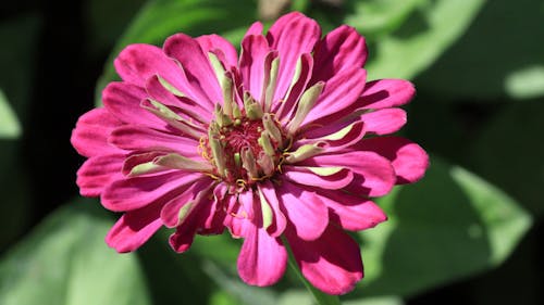 Free A Full Bloom Pink Flower in Close-up Photography Stock Photo