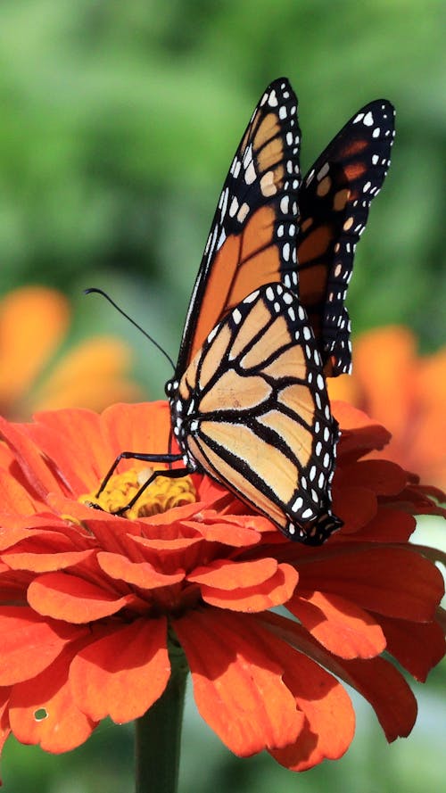 A Monarch Butterfly on a Flower