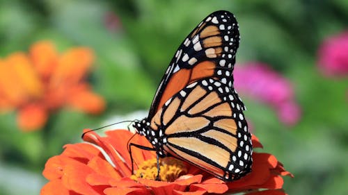 A Monarch Butterfly on a Flower