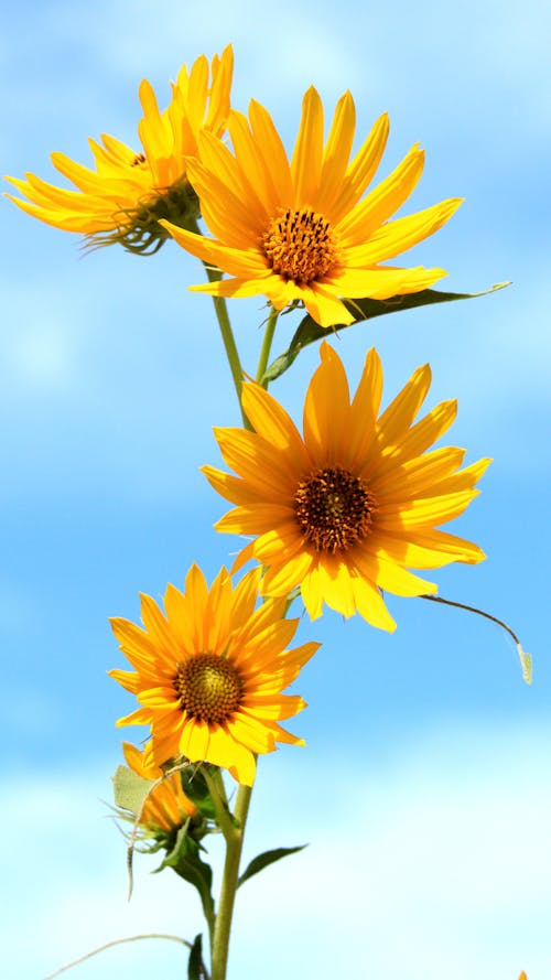 Gratis lagerfoto af blå himmel, blomsterfotografering, flora Lagerfoto