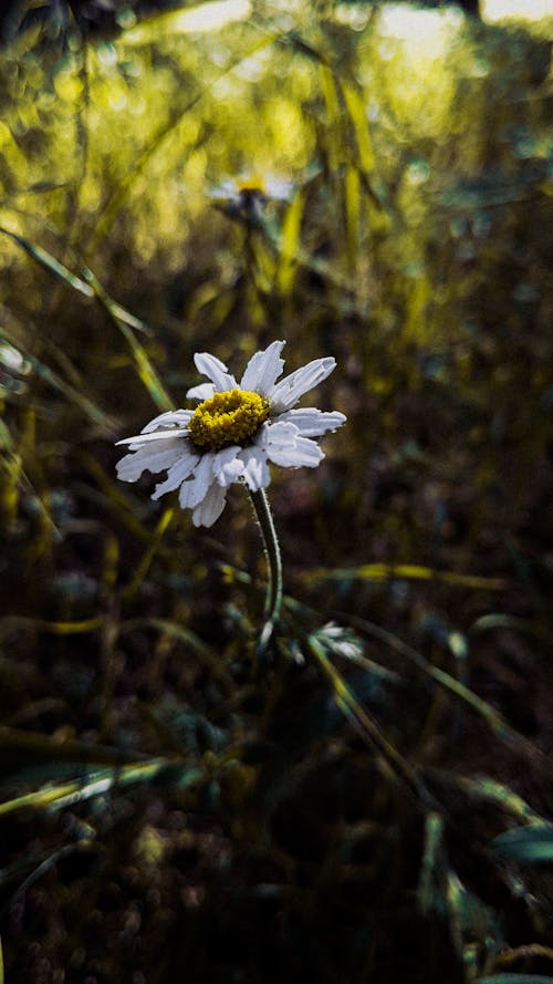 Immagine gratuita di download gratuito, fiore, fotografia