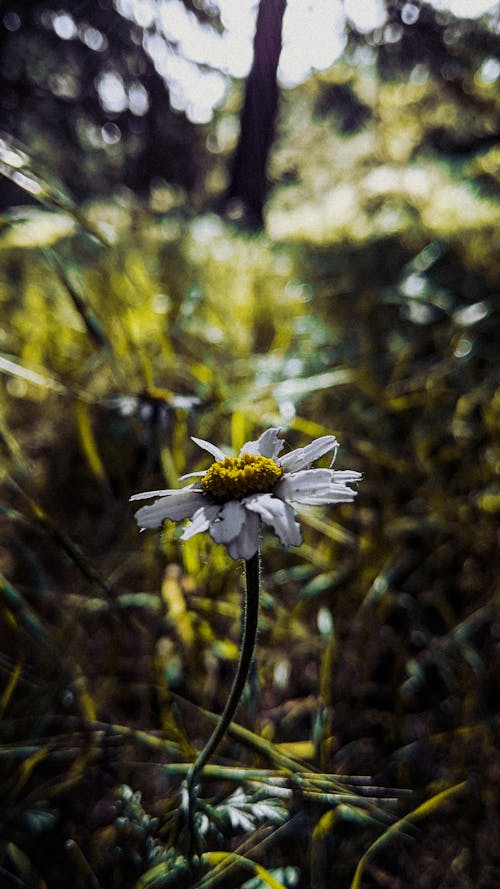 Immagine gratuita di carta da parati verde, fiore, foresta