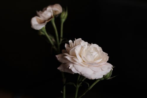 Foto stok gratis background hitam, fotografi bunga, kehidupan tenang