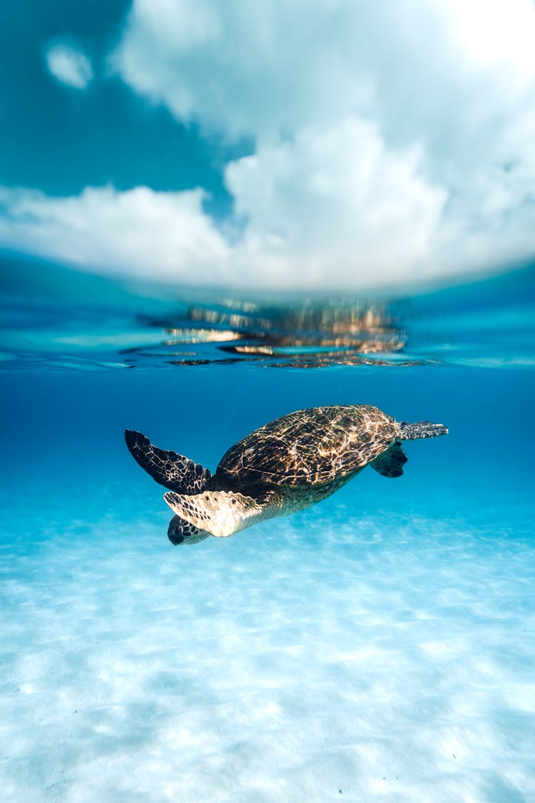 Turtle Swimming Underwater