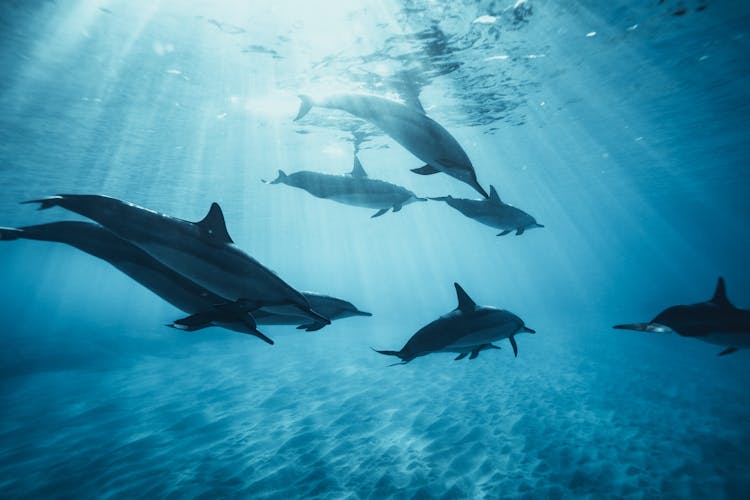 Dolphins Swimming Underwater