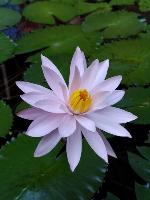 White Lotus Flower in Bloom