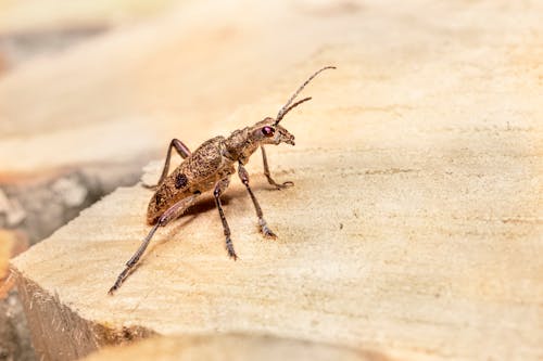 Kostenloses Stock Foto zu gliederfüßer, insektenfotografie, käfer