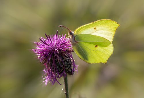 A Brimstone Butterfly Perched on a Purple Flower