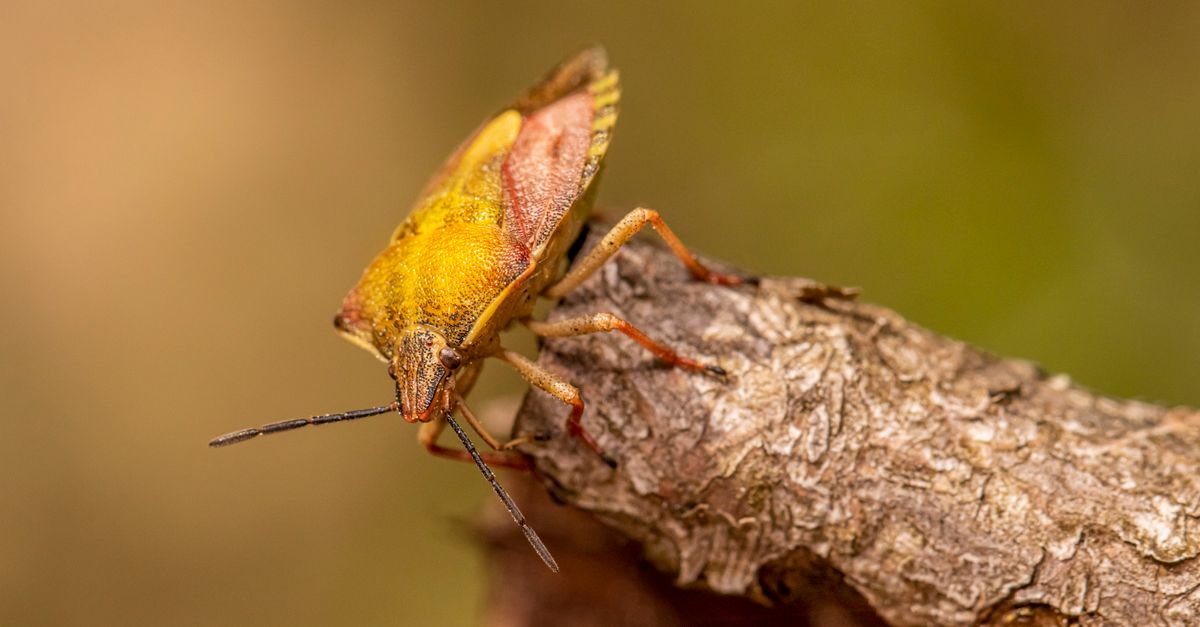 Silenced Bug A Shield Bug · Free Stock Photo