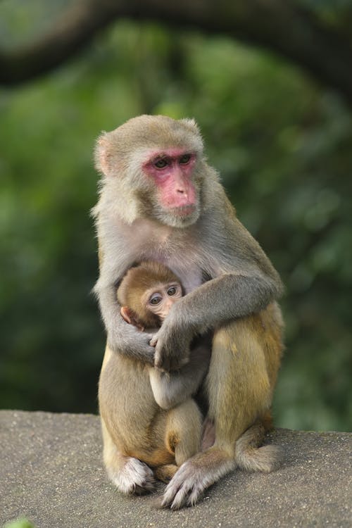 Close-up Photo of Macaque