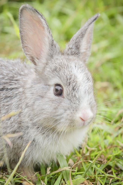 Gray Rabbit on Green Grass 