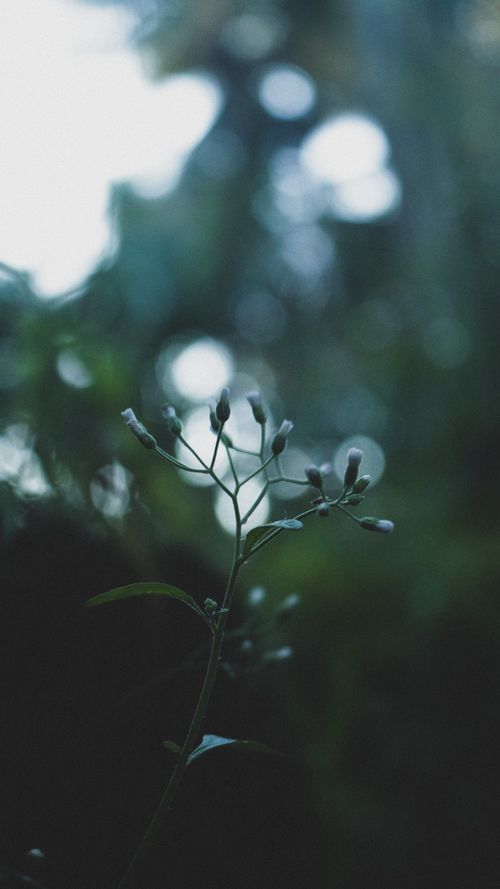 Free A serene close-up of flower buds with a moody, blurred background, capturing nature's tranquility. Stock Photo