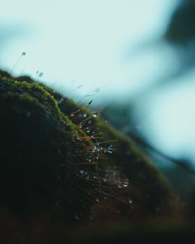 A detailed macro capture of moss with dewdrops in a natural setting, highlighting textures.