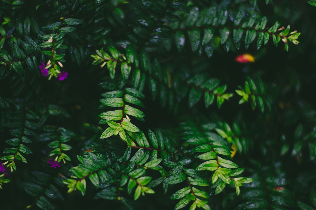 close up view of lush vibrant green leaves with hints of purple flower
