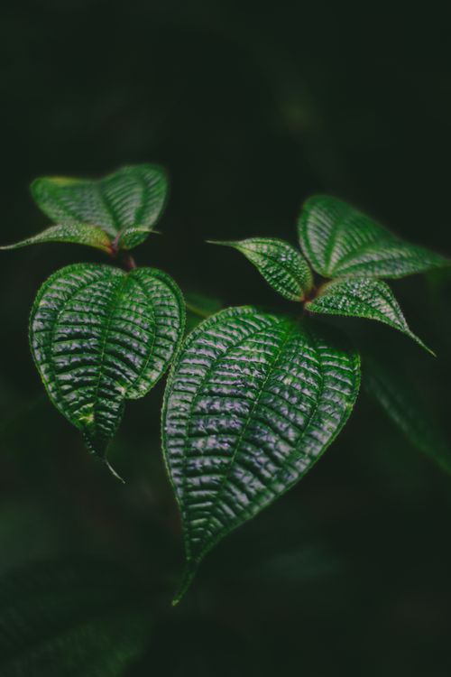Free Delicate green leaves with textured surfaces on a dark backdrop, showcasing nature's elegance. Stock Photo