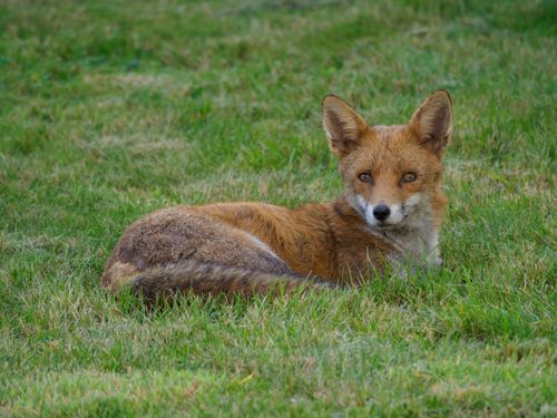 Free A red fox lies comfortably on a lush green grass field, staring intently. Stock Photo