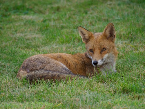 Free Brown Fox Lying on Green Grass  Stock Photo