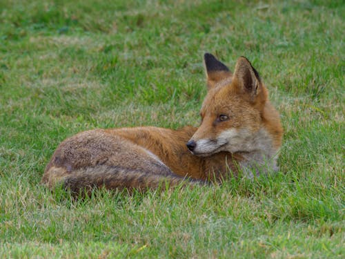 A Red Fox Lying in the Grass