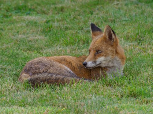 Free A tranquil red fox resting on green grass, showcasing its natural habitat. Stock Photo