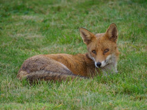 Brown Fox Lying on Green Grass