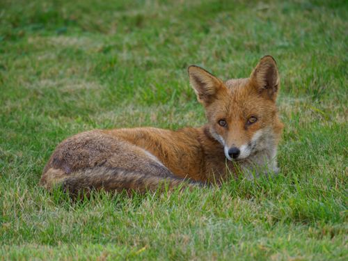 Free An alert red fox laying in vibrant green grass, showcasing its natural habitat. Stock Photo