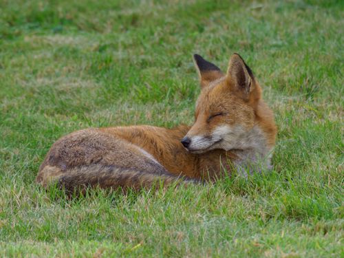Free Close-up of a red fox peacefully resting on a bed of green grass during the day. Stock Photo