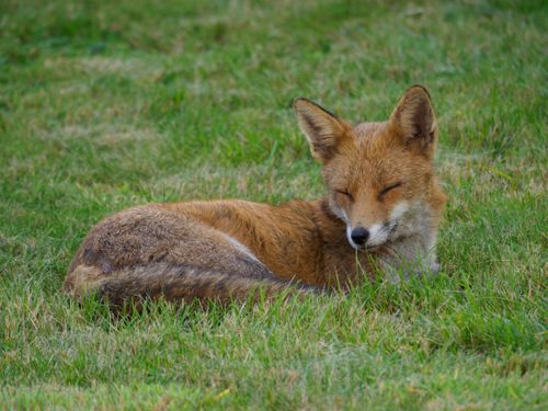 Free A serene red fox peacefully napping on a vibrant green grass field. Stock Photo