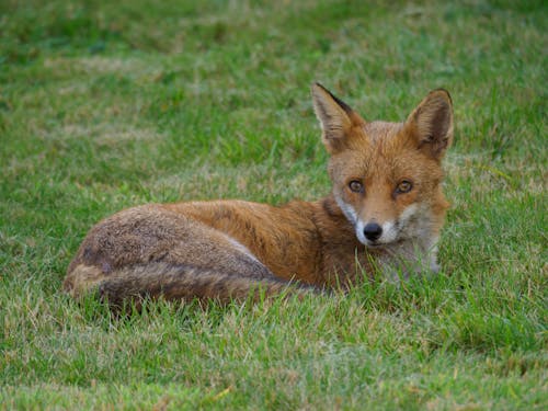 A Red Fox Lying in the Grass
