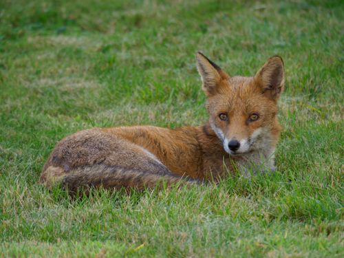 Free A red fox comfortably resting on vibrant green grass, captured up close in natural habitat. Stock Photo
