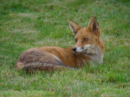 Free A beautiful red fox lying in green grass, showcasing its natural beauty and calm demeanor. Stock Photo