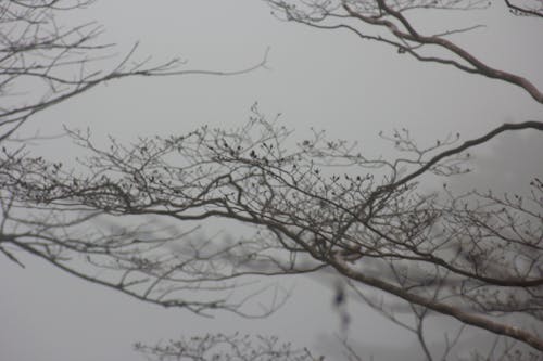 Free stock photo of autumn, tree branch, tree branches