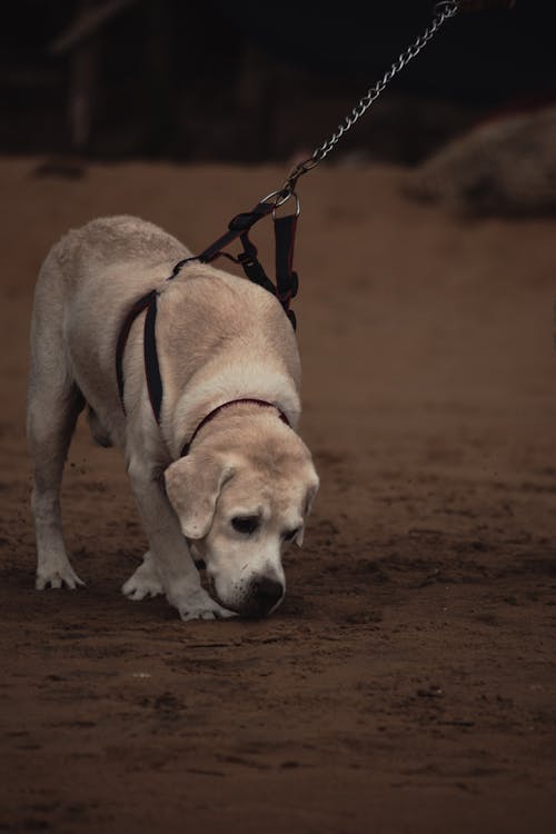 Free stock photo of beach, dog, sand