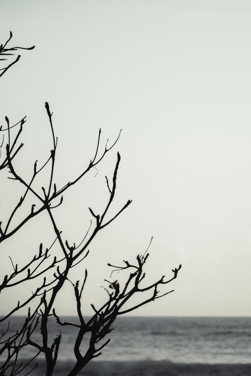 Branches of a Tree near the Sea