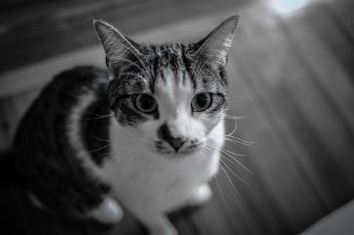 Free Grayscale Photography of Cat Stock Photo