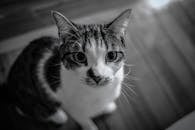 家猫脸部模糊背景的戏剧性特写