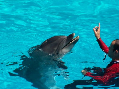 Бесплатное стоковое фото с бассейн, вода, дельфин